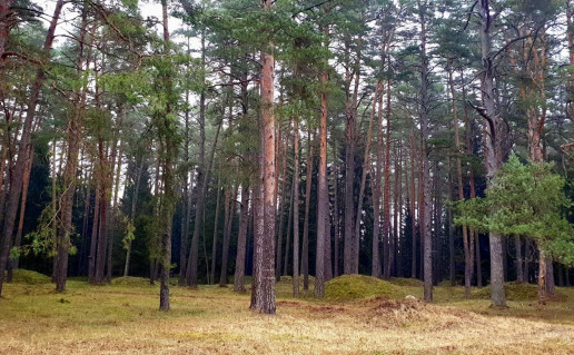 17_Salako pilkapynas (2).jpg